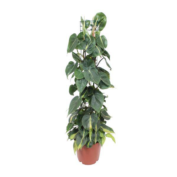 Baumfreund - Philodendron Scandens Brasil - Zimmerpflanze - Ø24cm - ↕120cm 