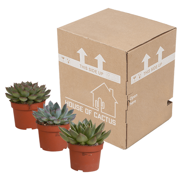 Steinrose - Echeveria - Mix - 10,5 cm - 3 Stück - Zimmerpflanze - Sukkulente 