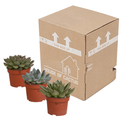 Steinrose - Echeveria - Mix - 10,5 cm - 3 Stück - Zimmerpflanze - Sukkulente 