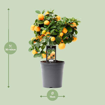 Orangenbaum - Calamondinorange - Citrus Calamondin - Zimmerpflanze - Ø15cm - ↕40cm 