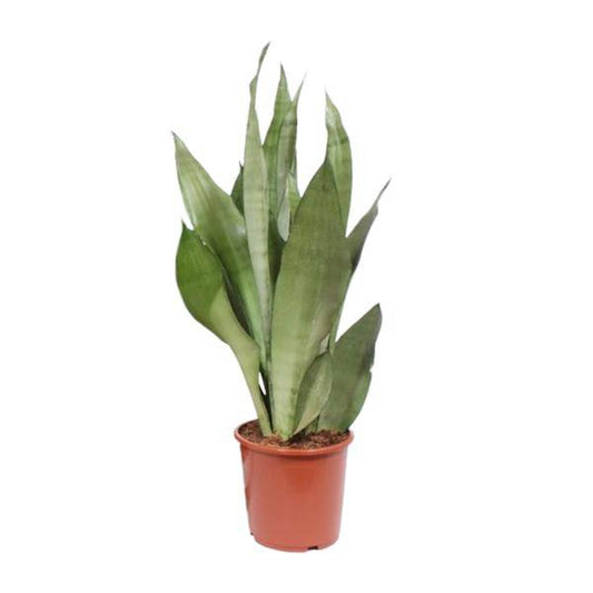 Bogenhanf - Sansevieria Moonshine - Zimmerpflanze - Ø17cm - ↕60cm 
