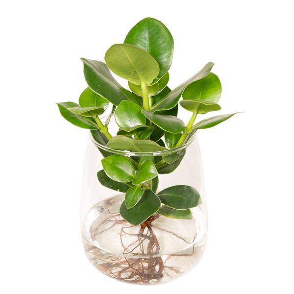 Balsamapfel Clusia – Hydroponische Zimmerpflanze im Kingston Glas – Ø12cm – 30cm Höhe – grünes dekoratives Laub – pflegeleicht & ohne Blüten 