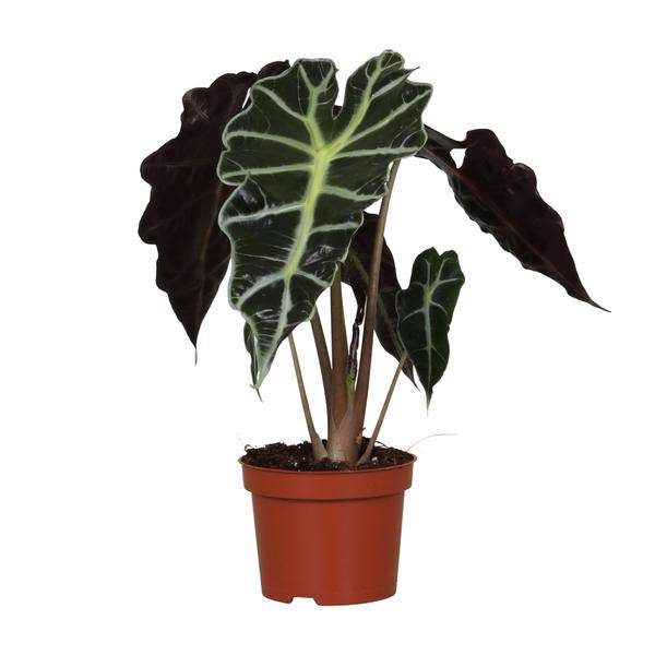 Pfeilblatt - Alocasia Amazonica Polly - Zimmerpflanze - Ø12cm - ↕30cm 