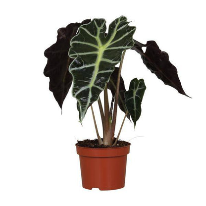 Pfeilblatt - Alocasia Amazonica Polly - Zimmerpflanze - Ø12cm - ↕30cm 