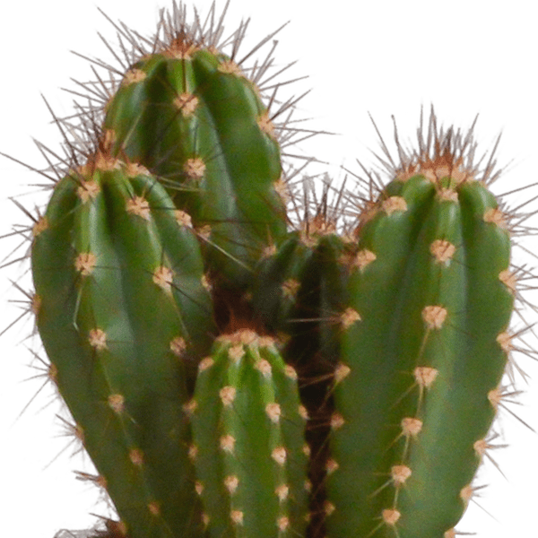 Kaktus - Cereus - Mix - 10,5 cm - 3 Stück - Zimmerpflanze - im weißen Topf 