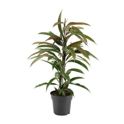 Gummibaum - Ficus Binnendijkii Amstel King - Zimmerpflanze - Ø17cm - ↕70cm 