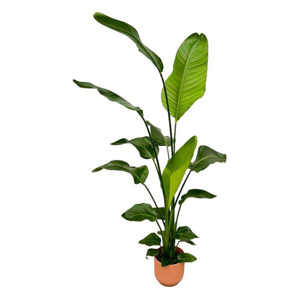 Strelitzia Nicolai – Baum-Strelitzie – Zimmerpflanze ca. 130cm – ø18cm – inkl. Pflanzgefäß Vibes Fold Rosa – Weißer Paradiesvogel – Tropische Grünpflanze für Wohnzimmer, Büro & Wintergarten 
