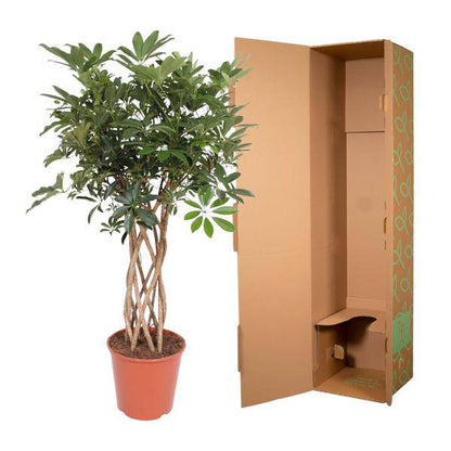 Strahlenaralie – Schefflera Arboricola Compacta – Zimmerpflanze – 140cm – Ø30cm – dekorative Indoor-Pflanze mit geflochtenem Stamm und glänzend grünen Blättern 