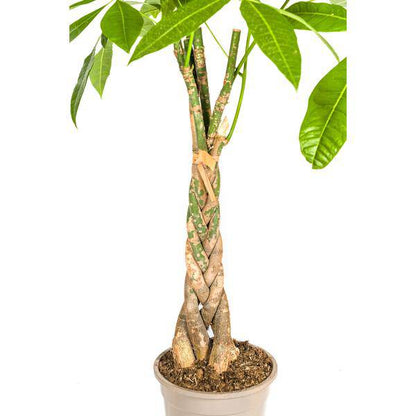 Pachira Aquatica – Glückskastanie – Geldbaum – Zimmerpflanze Ø21cm ↕90-110cm – Geflochtener Stamm – Pflegeleicht 