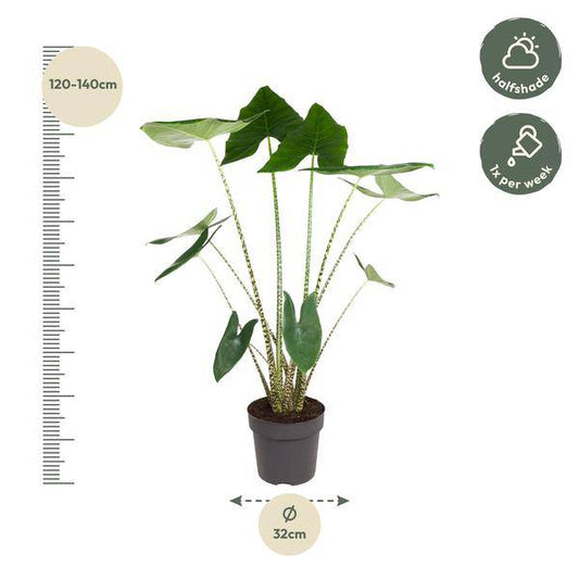 Tiger-Pfeilblatt – Alocasia Zebrina – Zimmerpflanze – 130cm – Ø32cm – tropische Grünpflanze mit Zebramuster-Stielen – dekorative Indoor-Pflanze 