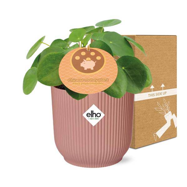 Chinesischer Geldbaum Pilea Peperomioides – Zimmerpflanze 12cm inkl. Ziertopf Vibes Fold Rosa Ø14cm – Glückspflanze mit runden Blättern – Pflegeleicht & dekorativ für Wohnzimmer, Büro & Schlafzimmer 
