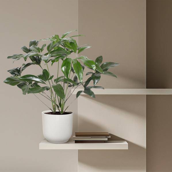 Baumfreund – Philodendron Green Wonder – Zimmerpflanze – 120cm – Ø27cm – tropische Kletterpflanze mit großen herzförmigen Blättern 