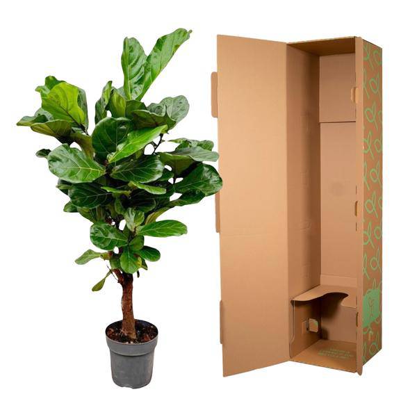 Geigenfeige – Ficus Lyrata – Zimmerpflanze – 150cm – Ø24cm – tropische Grünpflanze mit großen dekorativen Blättern 