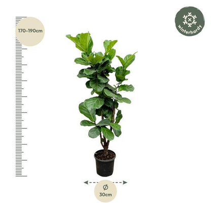 Feigenbaum – Ficus Lyrata – ca. 170cm hoch – Ø32cm – Geigenfeige als imposante Zimmerpflanze – XXL Grünpflanze mit großen Blättern – Dekorative Pflanze für Wohnzimmer & Büro 
