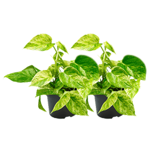 Epipremnum Marble Queen – Efeutute – 2 Pflanzen – Ø15cm / Ø12cm – Zimmerpflanzen mit marmorierten Blättern – Pflegeleichte Grünpflanzen im Doppelpack – Ideal für Wohnzimmer & Büro 