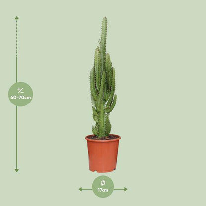 Dreikantige Wolfsmilch - Euphorbia Trigona - Zimmerpflanze - Ø17cm - ↕70cm 