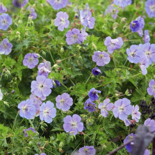 Geranium Rozanne – Storchschnabel – Ø9cm – ↕10-25cm – 6 Pflanzen – Lila Blüten, Bodendecker 