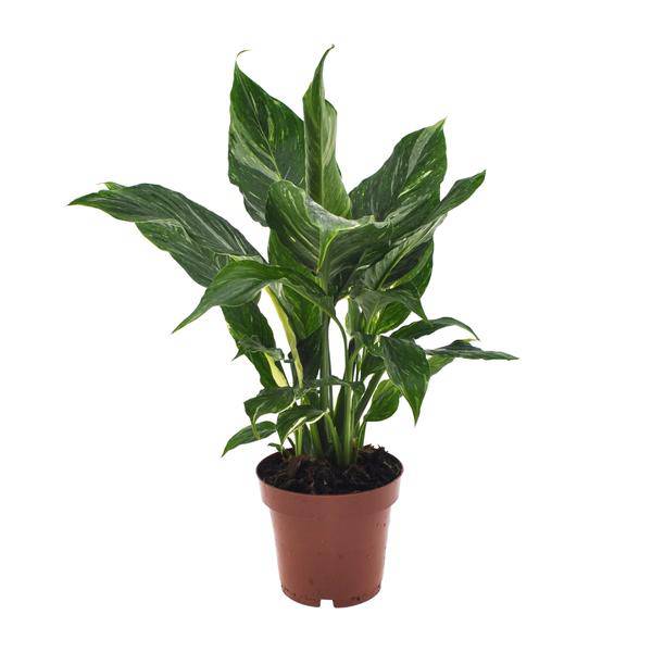 Einblatt - Spathiphyllum Diamant - Zimmerpflanze - Ø12cm - ↕40cm 