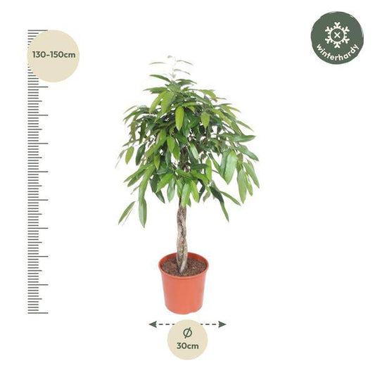Ficus Amstel King – Schmalblättriger Gummibaum – 140 cm hoch – Ø30 cm – Zimmerpflanze mit geflochtenem Stamm – Pflegeleicht & luftreinigend – Ideal für Wohnzimmer & Büro 