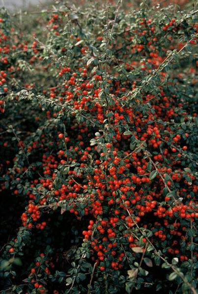 Teppichmispel Cotoneaster suecicus 'Coral Beauty' – ↕10-25cm – Ø9cm – 6 Pflanzen – Winterharter Bodendecker – Niedrig wachsend – Sonne & Schatten – Pflegeleicht 