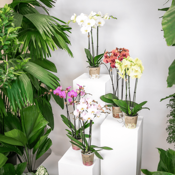 Überraschungsbox mit 4 verschiedenen Kolibri Orchideen – 12cm – Zimmerpflanzen-Set – Frisch vom Bauern – Perfekt als Geschenk oder für Orchideenfans 
