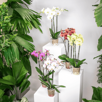 Überraschungsbox mit 4 verschiedenen Kolibri Orchideen – 12cm – Zimmerpflanzen-Set – Frisch vom Bauern – Perfekt als Geschenk oder für Orchideenfans 