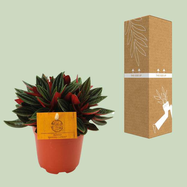 Peperomia caperata 'Rosso' – Zierpfeffer Zimmerpflanze – Ø11cm – ca. 15cm hoch – Kompakte Blattschmuckpflanze mit roter Unterseite – Pflegeleicht & dekorativ 
