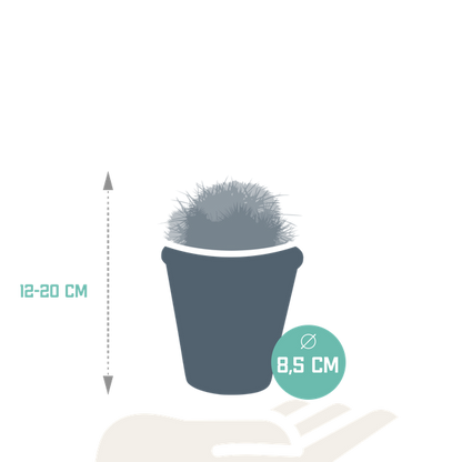 Kaktus - Bolcactus - Mix - 8,5 cm - Zimmerpflanze - im Terrakotta-Topf 