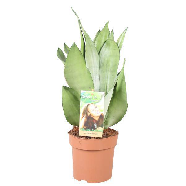 Bogenhanf Sansevieria Moonshine – Zimmerpflanze – Ø14cm – ca. 40cm hoch – Silbergrüne, robuste Blätter – Pflegeleicht & anpassungsfähig 