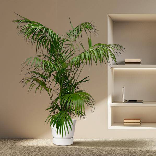 Kentia-Palme – Howea forsteriana – Zimmerpflanze 260cm – Ø35cm – XXL-Palme mit eleganten dunkelgrünen Wedeln – Exklusive Kübelpflanze für Wohnzimmer, Büro & Wintergarten – Pflegeleicht 