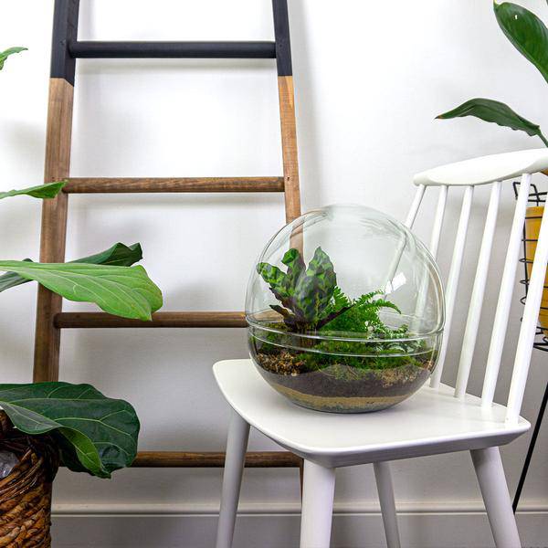 Flaschengarten DIY Bausatz – Terrarium Kuppel XL – Ø30cm – Autarkes Mini-Ökosystem – Komplett-Set mit Pflanzen, Moos & Schritt-für-Schritt-Anleitung – Nachhaltiges Geschenk 