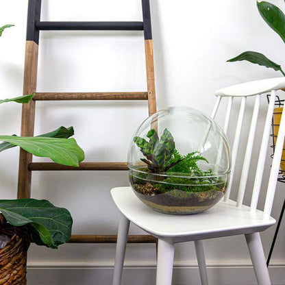 Flaschengarten DIY Bausatz – Terrarium Kuppel XL – Ø30cm – Autarkes Mini-Ökosystem – Komplett-Set mit Pflanzen, Moos & Schritt-für-Schritt-Anleitung – Nachhaltiges Geschenk 