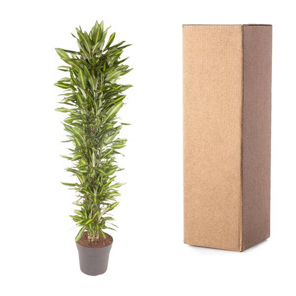 Drachenbaum – Dracaena Cintho 210cm – Ø40cm – XXL Zimmerpflanze mit zweifarbig grünen Blättern – Pflegeleichte Grünpflanze für Wohnzimmer, Büro & Wintergarten 