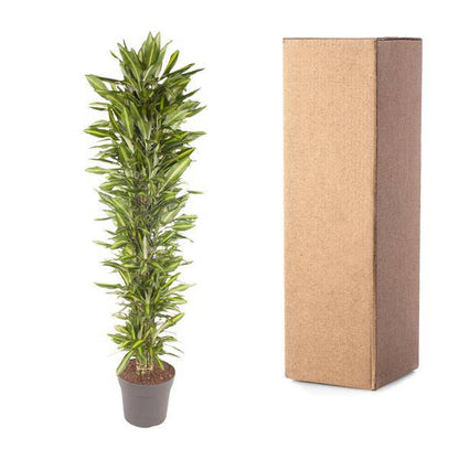 Drachenbaum – Dracaena Cintho 210cm – Ø40cm – XXL Zimmerpflanze mit zweifarbig grünen Blättern – Pflegeleichte Grünpflanze für Wohnzimmer, Büro & Wintergarten 