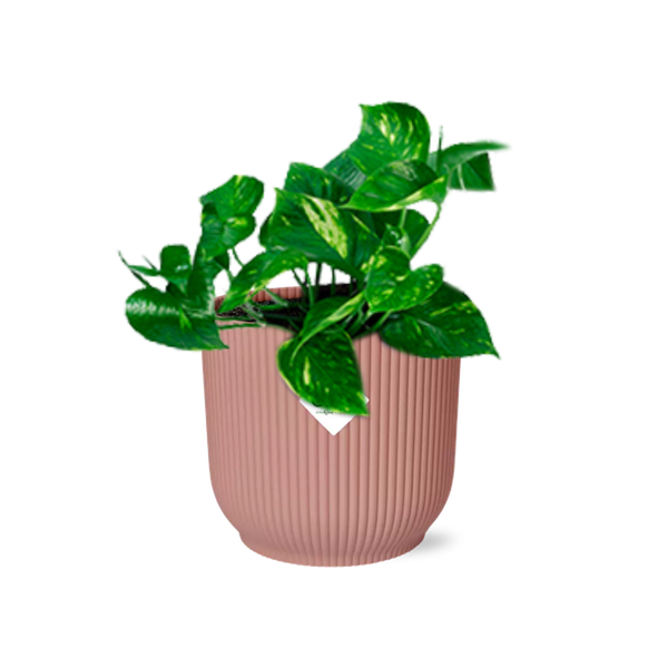 Efeutute - Epipremnum Pinnatum 'Aureum' - Zimmerpflanze + Topf Vibes Fold 14cm Rosa 