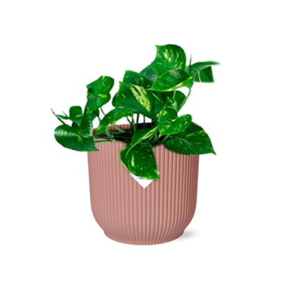 Efeutute - Epipremnum Pinnatum 'Aureum' - Zimmerpflanze + Topf Vibes Fold 14cm Rosa 
