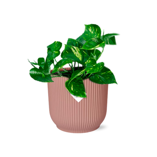Efeutute - Epipremnum Pinnatum 'Aureum' - Zimmerpflanze + Topf Vibes Fold 14cm Rosa 