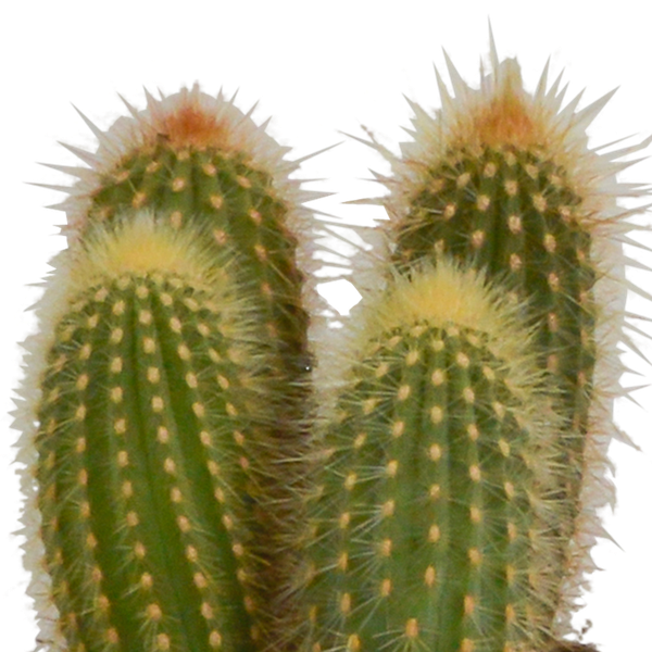 Kaktus - Cereus - Mix - 10,5 cm - 3 Stück - Zimmerpflanze - im weißen Topf 