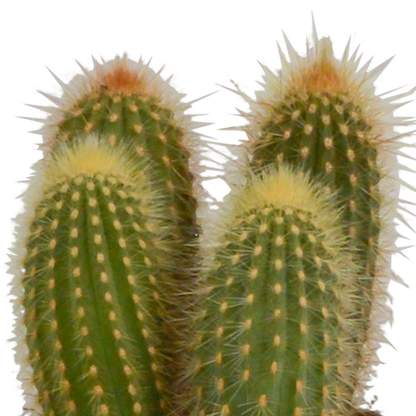 Kaktus - Cereus - Mix - 10,5 cm - 3 Stück - Zimmerpflanze - im weißen Topf 