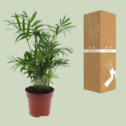 Mexikanische Bergpalme – Chamaedorea Elegans – Ø12cm x H40cm – Pflegeleichte Zwergpalme für Innenräume – Für Halbschatten – Luftreinigende Zimmerpflanze 