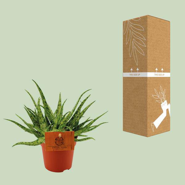 Sukkulente - Aloe Spider - Zimmerpflanze - Ø10.5cm - ↕15cm 