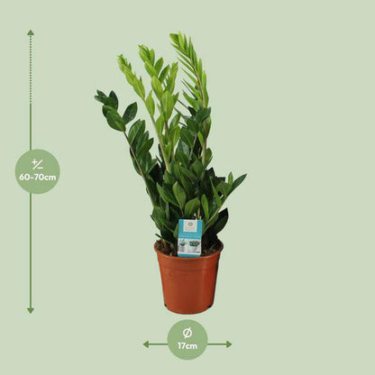 Glücksfeder - Zamioculcas Zamiifolia - Zimmerpflanze - Ø17cm - ↕65cm 