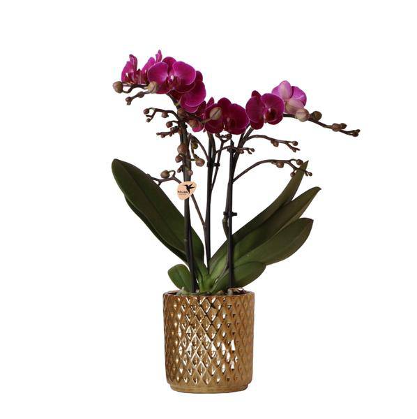 Phalaenopsis-Orchidee – Morelia – Fliederfarben – Ø9cm – ca. 35cm hoch – Inkl. goldener Diamond-Ziertopf – Blühende Zimmerpflanze mit 2–3 Zweigen 