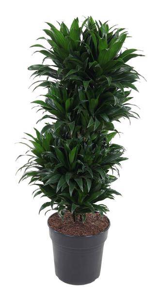 Drachenbaum Dracaena Compacta – Zimmerpflanze – Ø27cm – ca. 100cm hoch – Buschig & dunkelgrün – Pflegeleicht & für Innenräume 