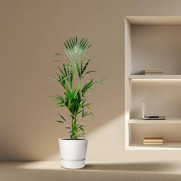 Kentia-Palme – Howea forsteriana – 180 cm hoch – Ø24 cm-Topf – Elegante Zimmerpalme – Luftreinigend & pflegeleicht – Für Wohnzimmer, Büro & Wintergarten 