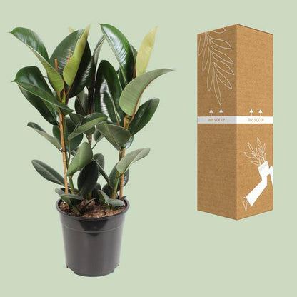 Gummibaum - Ficus Elastica Robusta - Zimmerpflanze - Ø27cm - ↕85cm 