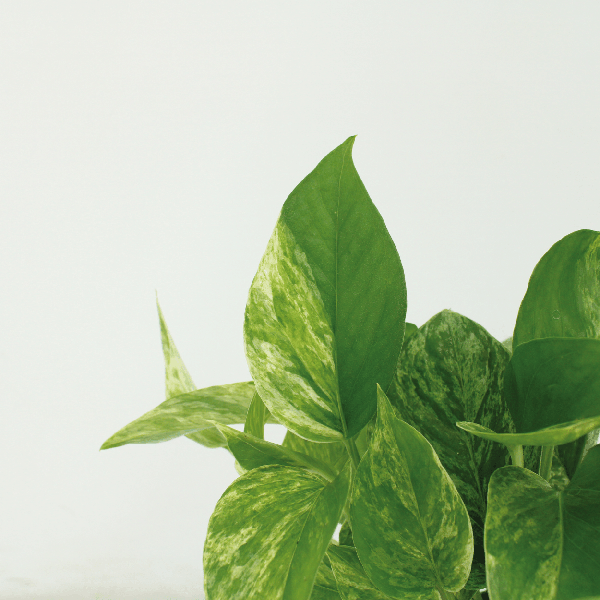Efeutute - Epipremnum Marble Queen - Ø12cm - ↕15cm - 4 Stück 