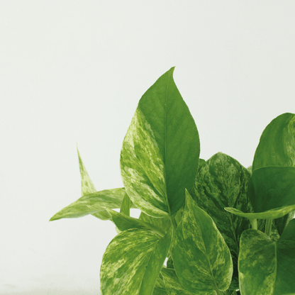 Efeutute - Epipremnum Marble Queen - Ø12cm - ↕15cm - 4 Stück 