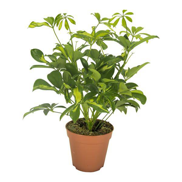 Strahlenaralie - Schefflera Gerda - Zimmerpflanze - Ø13cm - ↕35cm 