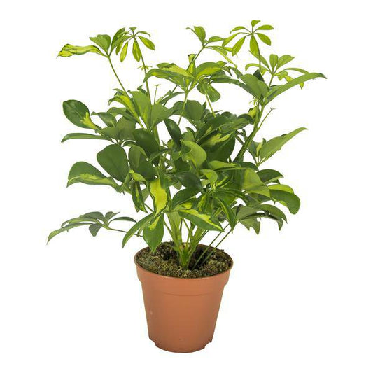 Strahlenaralie - Schefflera Gerda - Zimmerpflanze - Ø13cm - ↕35cm 